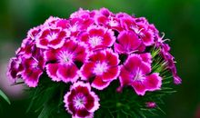 10月底4属相好运到来，事业发展更顺利，富贵无忧，生活幸福美满