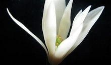 2月20号开始好运来，事业顺利，前途一片光明的星座