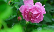 天生就是阔太太的生肖，11月之后八方来旺财，将来坐享荣华富贵