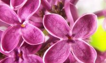 早前求财不顺的生肖，11月12号起人生上上签，钱财大赚享富贵