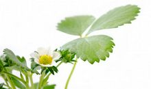 10月25号开始祥云天上绕，生意红火财运旺，好运迎面来的四属相