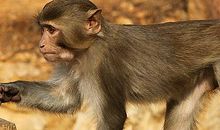 这几大生肖男天生贱骨头，老婆管得越紧越能发大财