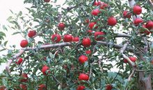 为了给美丽加分，省吃俭用也要买面膜的生肖女