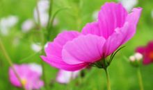 秦阳明2020年生肖属羊每月运势，二月财运良好，六月情绪波动较大