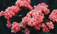 董易林2020年2月20日生肖运势