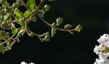 2020年2月桃花运最好的生肖，属羊人桃花最旺，异性缘泛滥