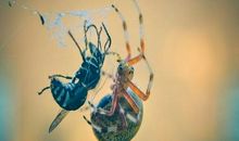 PUA别想骗得了这个星座的女生