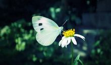 9月桃花运暴涨的几大生肖，月老牵线搭良缘，和真爱天长地久！