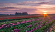 金箔金命缺什么，金木水火土都有可能，需根据具体生辰分析