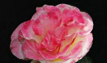 属这生肖的男的不缺钱财，女的不缺美貌，财富日日增多，前程锦绣