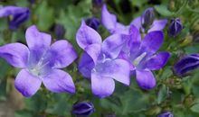 2月中旬，拨开迷雾，雷厉风行，卓有成效的三大星座