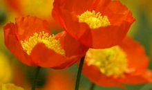 2020鼠年农历十二月出生的男孩命运解析，命运不凡，注定人中龙凤