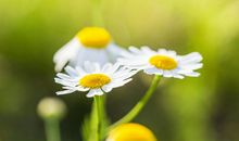 从下周开始财源滚滚来，天天发大财，事业运爆棚，财帛丰厚的生肖