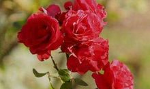 生肖运势：3月2号开始财源滚滚进，事业稳步上升，这四生肖腰缠万贯！