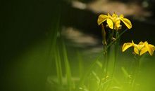 2月份开始这3大生肖，好运不断，运势猛涨