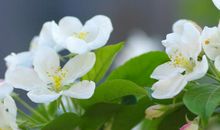 2020年3月贵人运最好的生肖，属羊人本月贵人帮扶，成功过渡