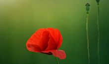 2月开始这三大生肖运势扶摇直上，咸鱼大翻身！