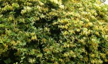 脾气太差 这四大生肖注定一辈子孤苦