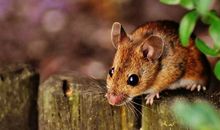 生肖鼠几月犯月