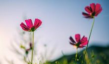 等到了6月初，3大属相财源滚滚，事业发展顺利，美梦都成真