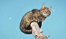 抱猫占星2019摩羯座全年运势小视频