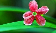 3月开始，事业高升，运势喜人，前程似锦的五大生肖