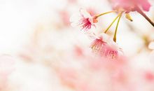 2020年3大生肖财山不倒，赚得金山银山，不愁钱！