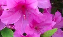 惹不起的四生肖众人高捧，3月3号开始有好运相随，富贵鸿运更上一层楼！