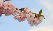 傻人有傻福的4大生肖，憨厚老实，却总能收获好运气！