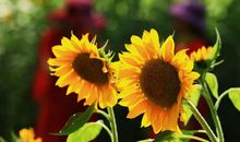 2月开始，吉星高照，横财连发，财富多多，钞票堆成山的3大生肖