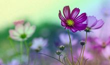 3月1号起，财星庇佑的5生肖，运势一飞冲天，喜事接二连三