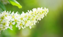 3生肖在感情上，一旦离婚就不能复婚的生肖人