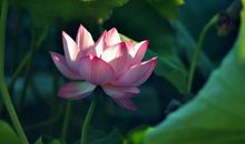 未来三年财运大旺，富贵满盈，运势节节攀升，存款翻倍涨的生肖。