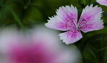 2月开始，善财天降，这3大生肖命中有财多富贵