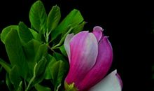 下周开始，财运旺盛，事事顺利，走上人生巅峰的星座