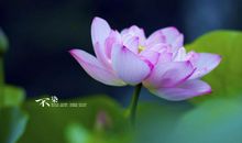 少年孤苦 中年凄惨 老来寂寞的四大生肖