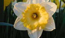 四大生肖女天生守财不败家，娶了她们是男人的福气，就是你