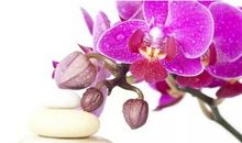 三月开始将会百事大吉，3生肖喜事成双来，事事皆如意，天天开口笑