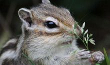 财运当头！2月运势最火，百事大吉的4大生肖