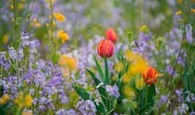 3月财运发达，爱情与事业红火，发一笔横财的4生肖