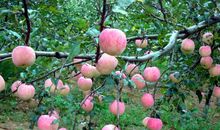 十二生肖2019年12月11日运程：属龙人得到了朝思暮想的敲门砖，生肖兔很颓丧