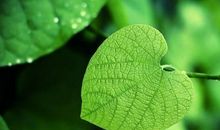 被伤害无数次，但依然会心软原谅对方，性格单纯的四大生肖女