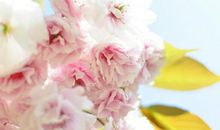 十二生肖中，11月份财富开花，3大生肖财路大开