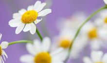 家中有这3大生肖，财运大旺，子女也大有成就