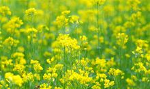 3月几大生肖，好事一箩筐，一波接着一波进家门