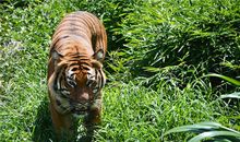 生肖虎属于饿虎的时辰