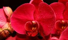 恭喜四生肖霉运一扫而光，11月13号开始行大运中头奖，富贵日子享不完！