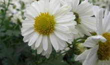 元旦之后福星照耀好运来到，事业风生水起，生活富贵无忧的3生肖