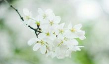 急不得，命中自有佛祖保佑！2020年这三生肖财气一鸣惊人！发发发