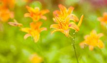 未来五年一年比一年好，4属相事业蒸蒸日上，名利双收